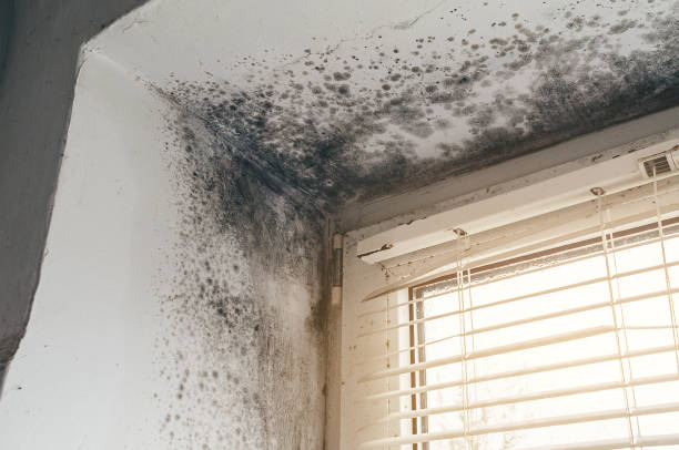 Affordable Mold Cleanup solutions in Westville, NJ